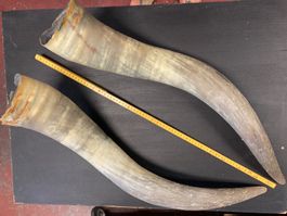 2 Rinderhörner 70-80 cm lang