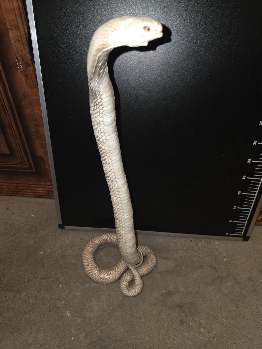 Il mondo degli animali: Kobra Präparat – Usato da Hasle LU venduto da Auctions_Hunters 3