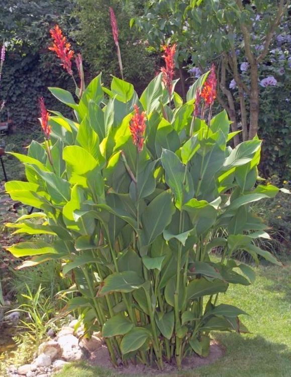 Canna indica / Indisches Blumenrohr rot Kaufen auf Ricardo