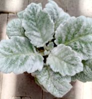 "SALVIA ARGENTEA" 20 cm ↕️ ZIERPFLANZE 🌱PLANTE ORNEMENTALE