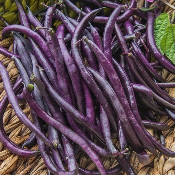 Piante & sementi: Buschbohne Purple Queen 10 Samen – Nuovo (secondo la descrizione) da Uerkheim venduto da Justi.y
