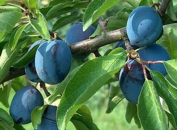 Bevande alcoliche: eau-de-vie diverses "Pomme / Pruneau" – Usato da Chatillon venduto da hidy