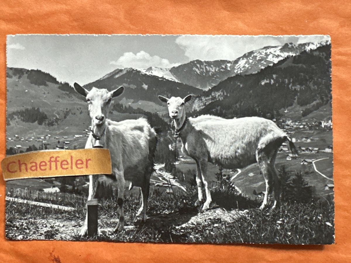 Cartes postales: Alte Ansichtskarte  von Adelboden mit Ziegen 1936  – D'occasion à Zürich par Chaeffeler