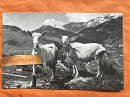 Alte Ansichtskarte  von Adelboden mit Ziegen 1936 