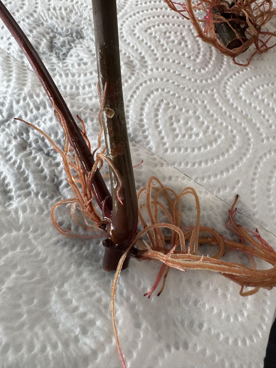 Piante & sementi: Philodendron “Painted Lady” – Nuovo (secondo la descrizione) da Rivera venduto da ale_28z9 1