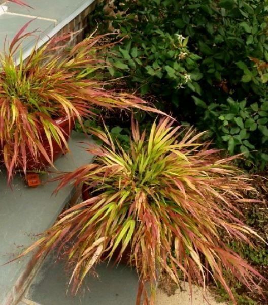 Piante & sementi: Herbe du Japon 'Beni kaze'  2x – Nuovo e nell'imballaggio originale da Bremblens venduto da FIBONACCI369 5
