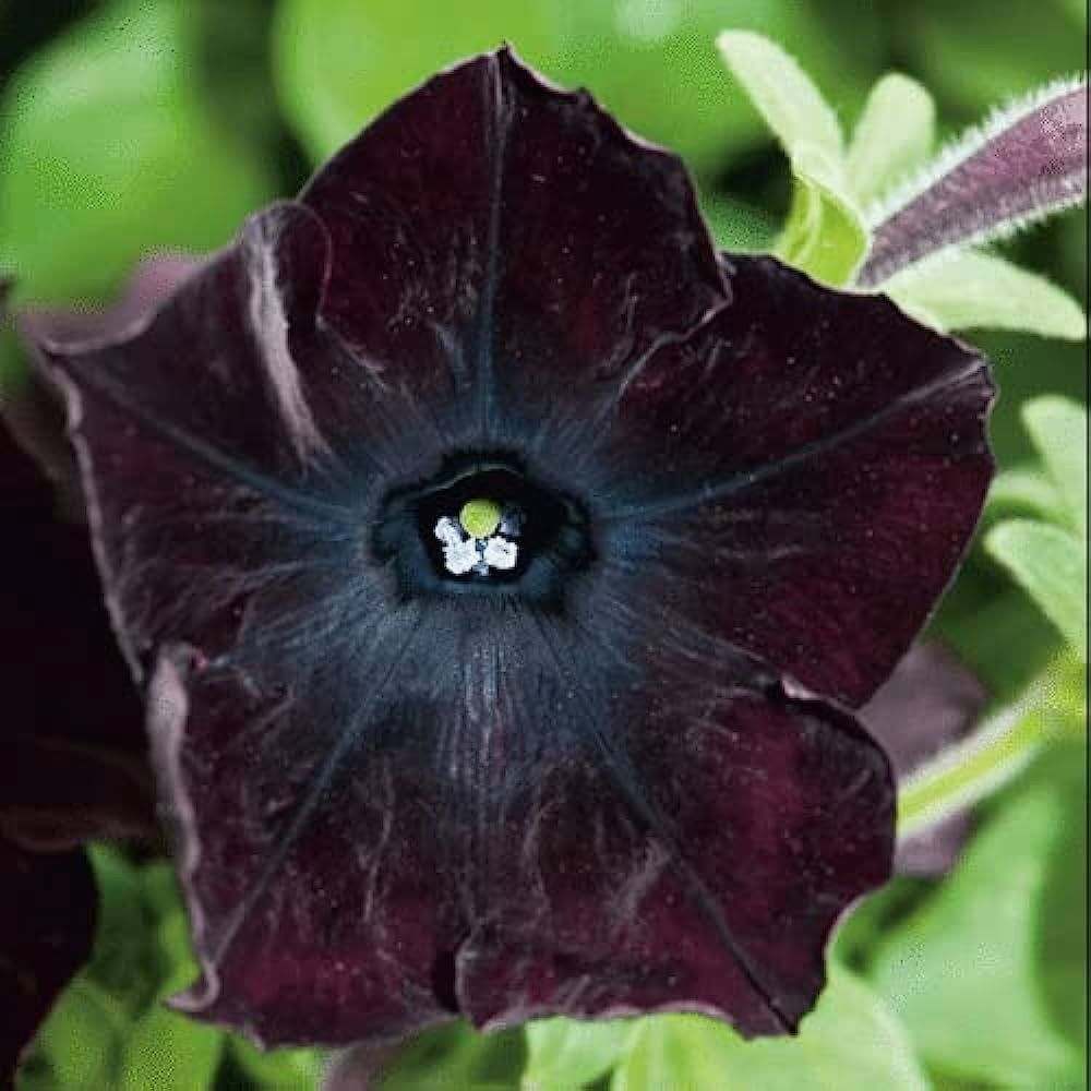 Piante & sementi: 10 Petunia SOPHISTICA BLACKBERRY Samen ( Pellets ) – Nuovo (secondo la descrizione) da Ehrendingen venduto da VerveinaSamen 1