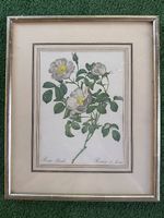 Vintage Botanik-Bild Rosier dAmour mit Rahmen