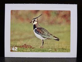 MIGROS MANIA Nature Detectives Nr. 42