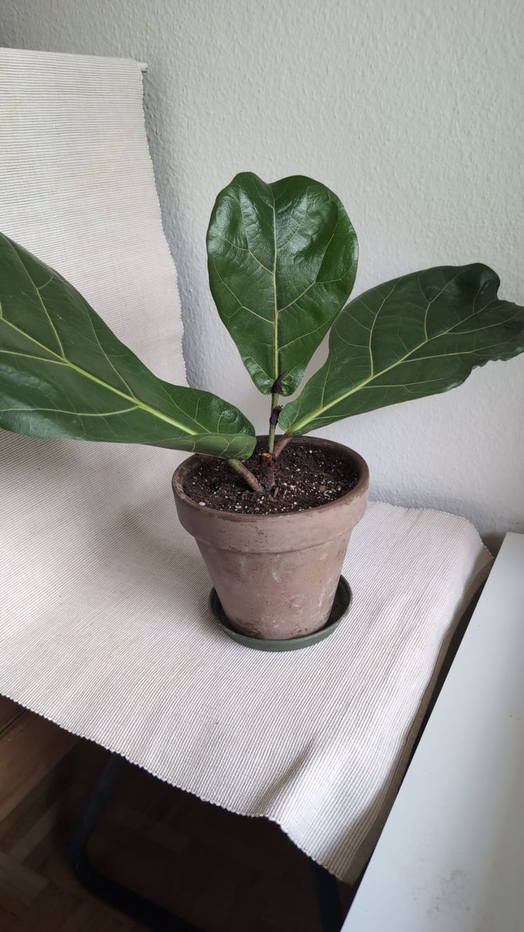 Pflanzen & Samen: Geigenfeige (Ficus lyrata) – Gebraucht aus Wallisellen von ali_x62p