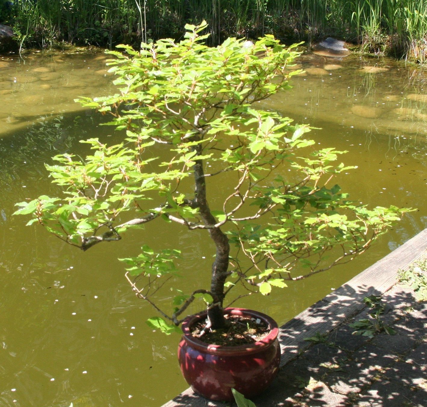 Piante & sementi: BONSAI  -  Buche – Usato da Gretzenbach venduto da Sikim 2