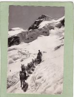 Jungfraubahn Polarhunde mit Rottalhorn