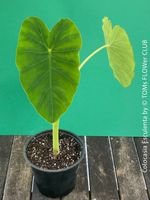 COLOCASIA ESCULENTA / Elephant Ears - tropisch grün