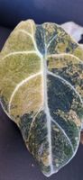 🤩Alocasia Black Velet Gold Variegata Rhizom 