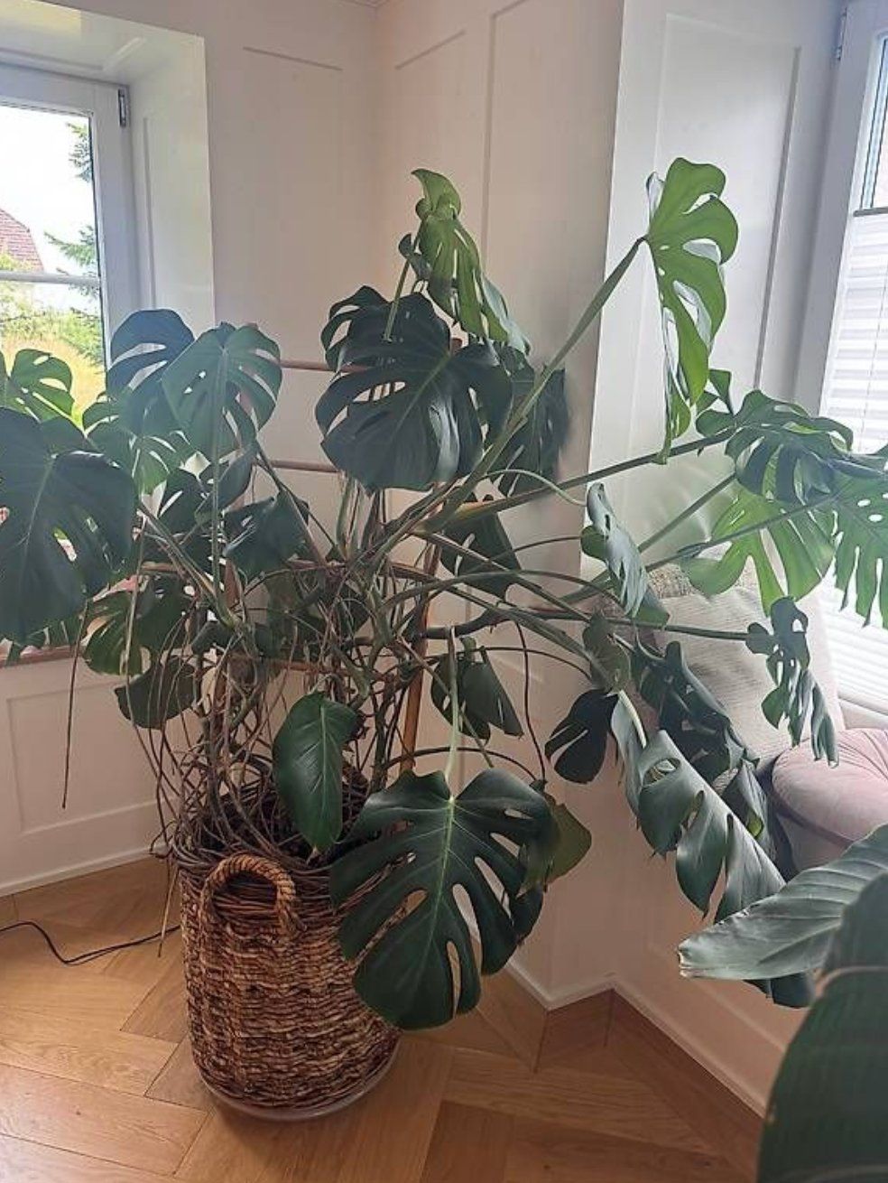 Plantes & graines: Grosse Monstera Pflanze – Neuf (Voir description) à Hinwil par marinaschroder 2