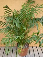 Chamaedorea Elegans - Bergpalme - bedingt winterhart