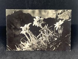 Ansichtskarte: Edelweiss, die Königin der Alpenblumen