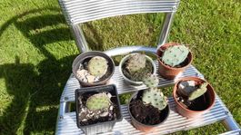 opuntia - winterhart, super Zustand, ideal für steingarten