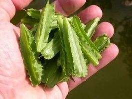 POIS ASPERGE  (Ancien légume oublié) 15g