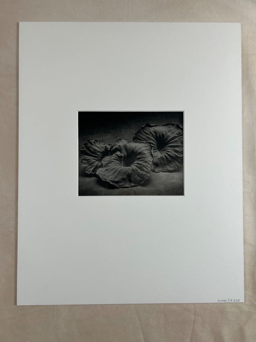 Foto & Immagini: Originalfotografie Sheila Rock "Lotus" – Usato da Eschenbach LU venduto da rog_y5bx 1