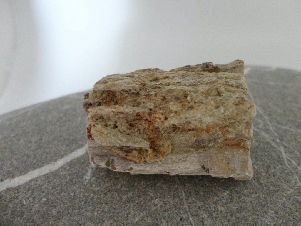 Minerali & Pietre curative: Versteinertes-Holz roh Heilstein – Nuovo (secondo la descrizione) da Biberist venduto da Steine