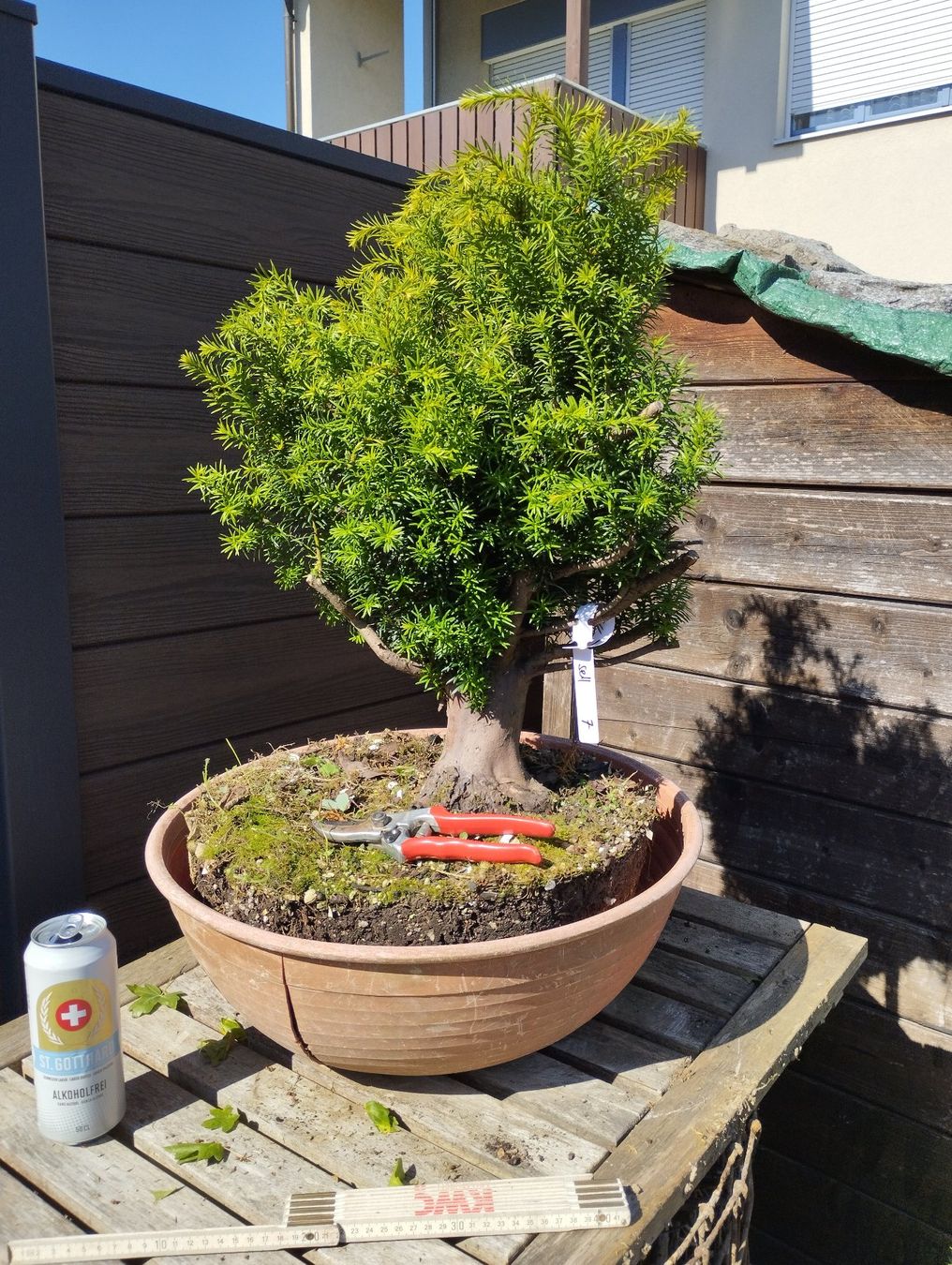 Piante & sementi: Bonsai Rohling Eibe – Usato da Oberwil BL venduto da suaku