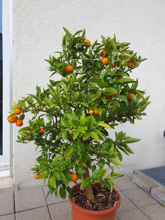 Citrus Kucle / KumquatClementine Kaufen auf Ricardo
