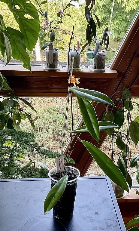 Piante & sementi: Hoya revolubilis – Nuovo e nell'imballaggio originale da Schönholzerswilen venduto da Leavylounge
