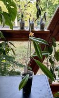 Hoya revolubilis