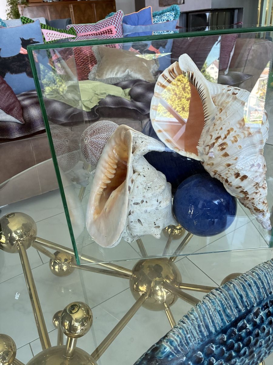 Fossili: Div grosse Muscheln – Usato da Au ZH venduto da Daiga 1