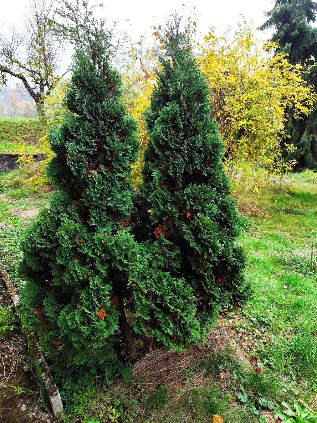 Piante & sementi: Thuja 2 Stück – Usato da Kerzers venduto da sb_12 1