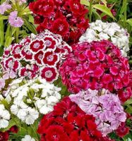 30 samen MIX  Gartennelke Dianthus Barbatus 30 graines MIX