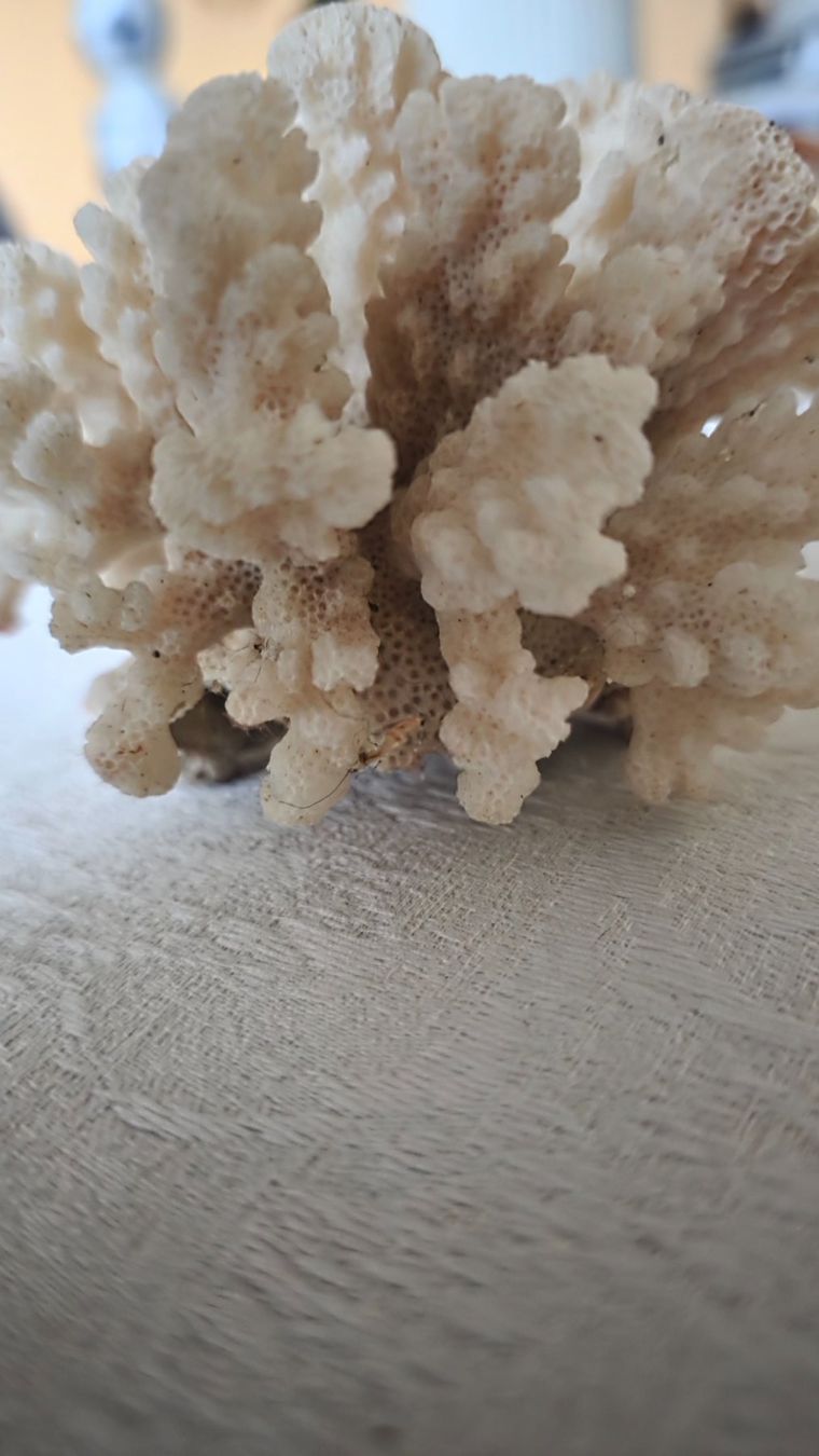 Fossili: Weisser Korallenbaum – Usato da Wittenbach venduto da rose_rosi 3
