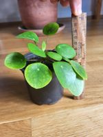 Hübsche baby Pilea ufopflanz schon gross