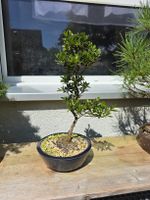 Satsuki Azalee Pre-Bonsai