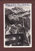 Im GELTENTAL - Ziege - 1936