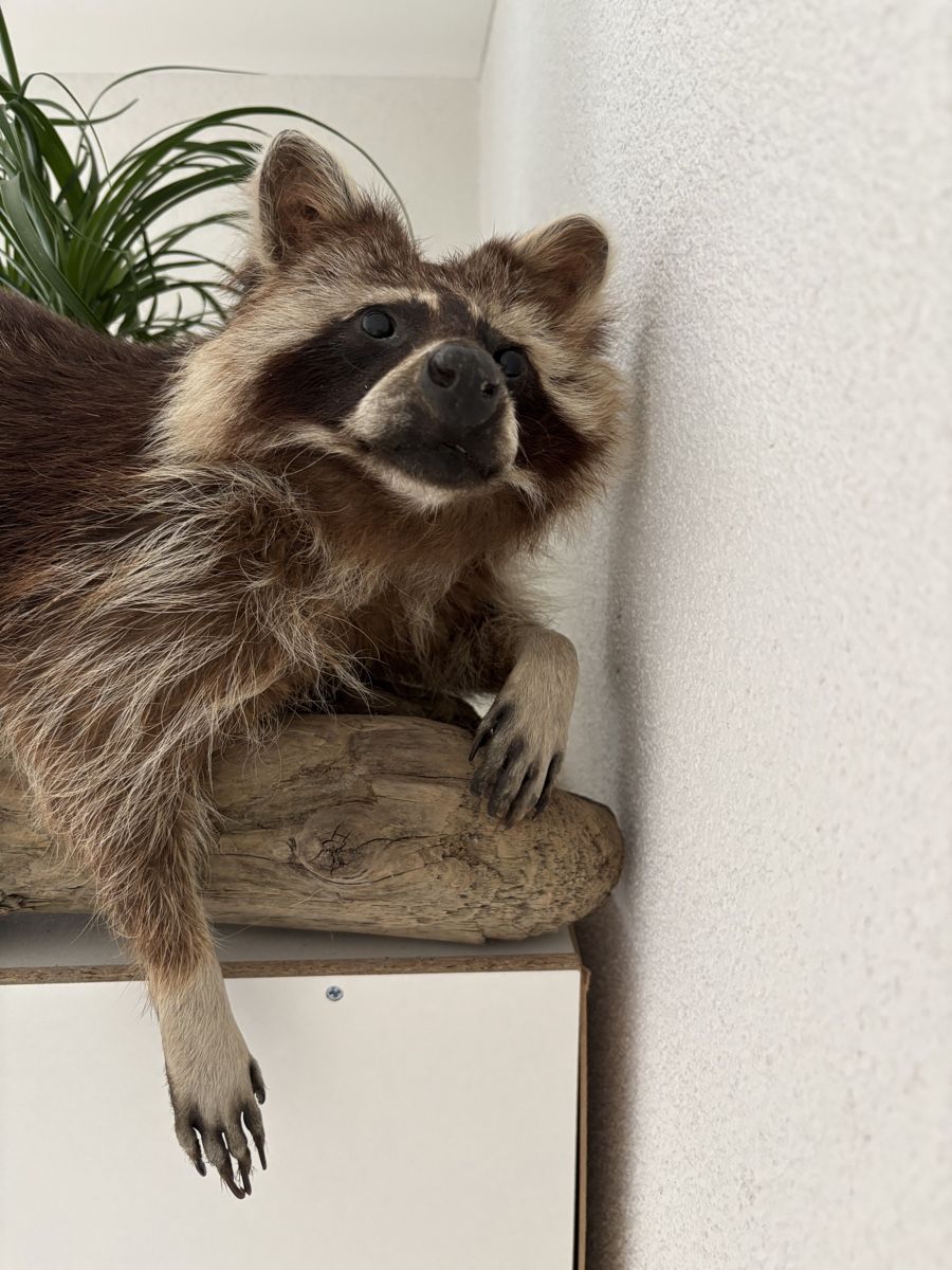 Il mondo degli animali: Waschbär auf Holzstamm – Usato da St. Gallen venduto da mai_v8k5 1