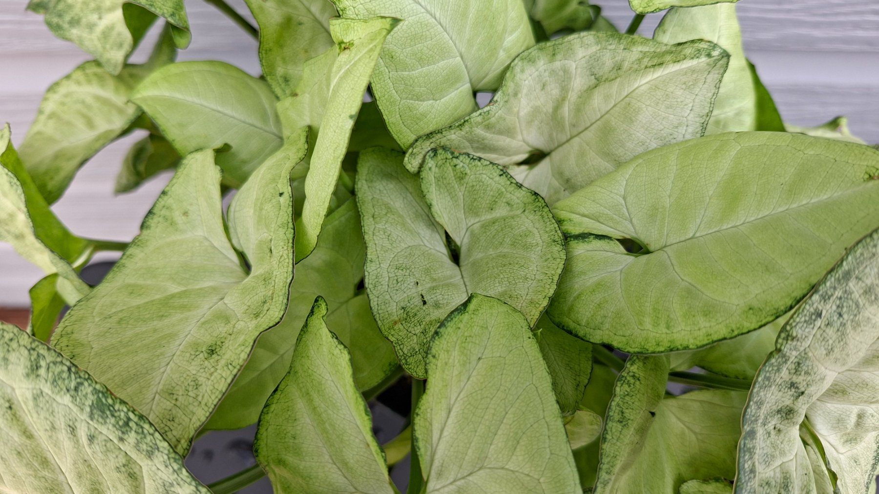 Plantes & graines: Syngonium podophyllum – D'occasion à Les Brenets par glo_267f 3