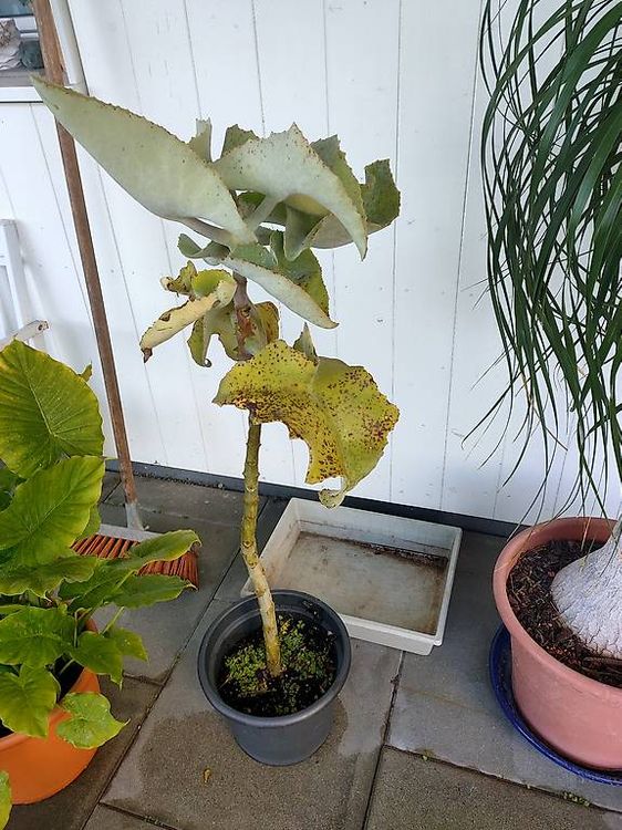 glücksfeder grün Glücksfeder - Zamioculcas Ø:21 H:70 cm - Pflanzen sicher zu dir nach Hause main image 0