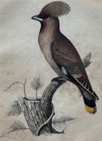 Lithographie um 1850 - Ornithologie, Seidenschwanz