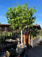 Ficus Benjamina