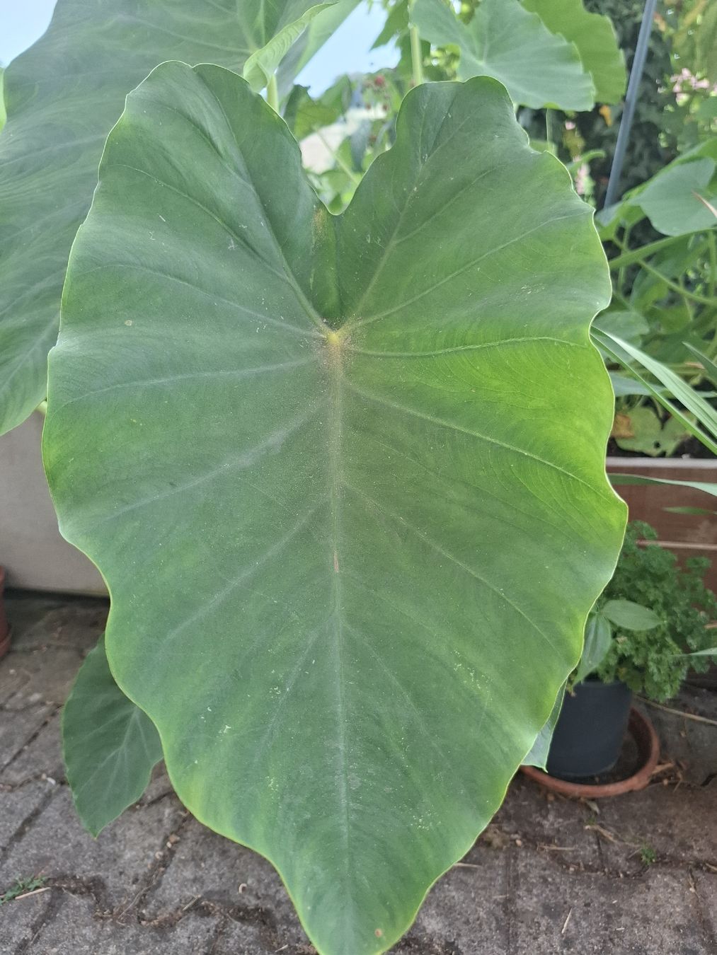 Plantes & graines: Taro / Alocasia – D'occasion à Zeihen par P_B4 2