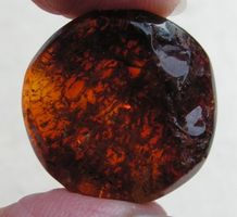 ♥ Baltischer Bernstein TALER - KNOPF / GESCHNITZT / 20 MM ♥