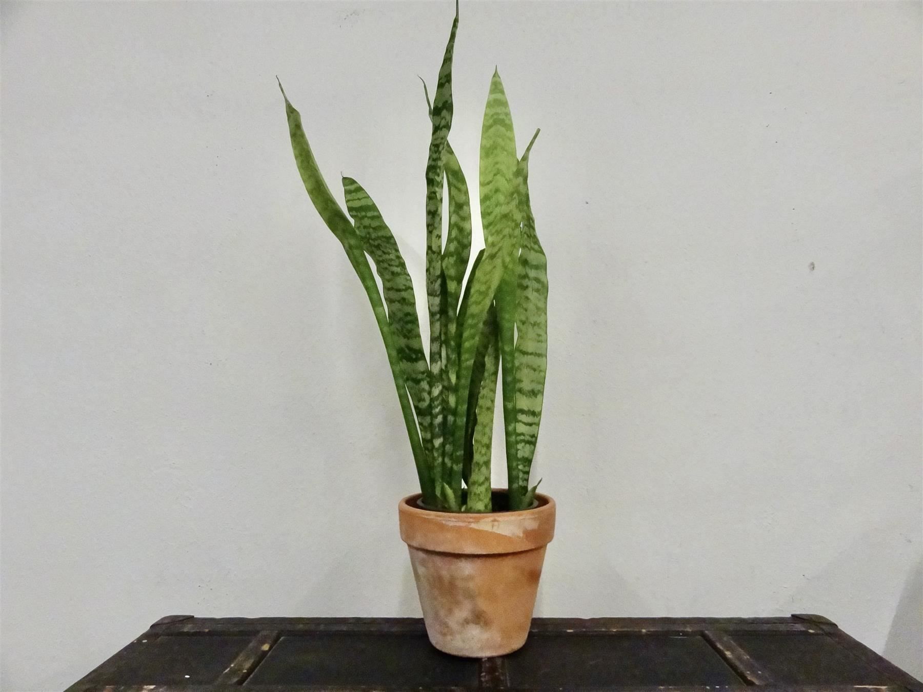 Piante & sementi: Bogenhanf Sansevieria Trifasciata – Nuovo (secondo la descrizione) da Kerzers venduto da zimmergruen 1