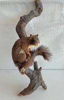 Eichhörnchen auf Ast