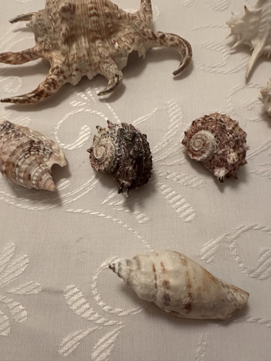 Tutte le decorazioni: Muscheln. – Usato da Schöfflisdorf venduto da Katrins02 3