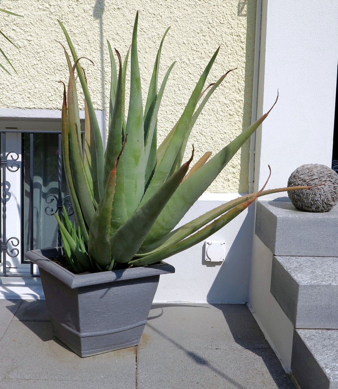 Plantes & graines: Aloe Vera – D'occasion à Adliswil par Mondschei3