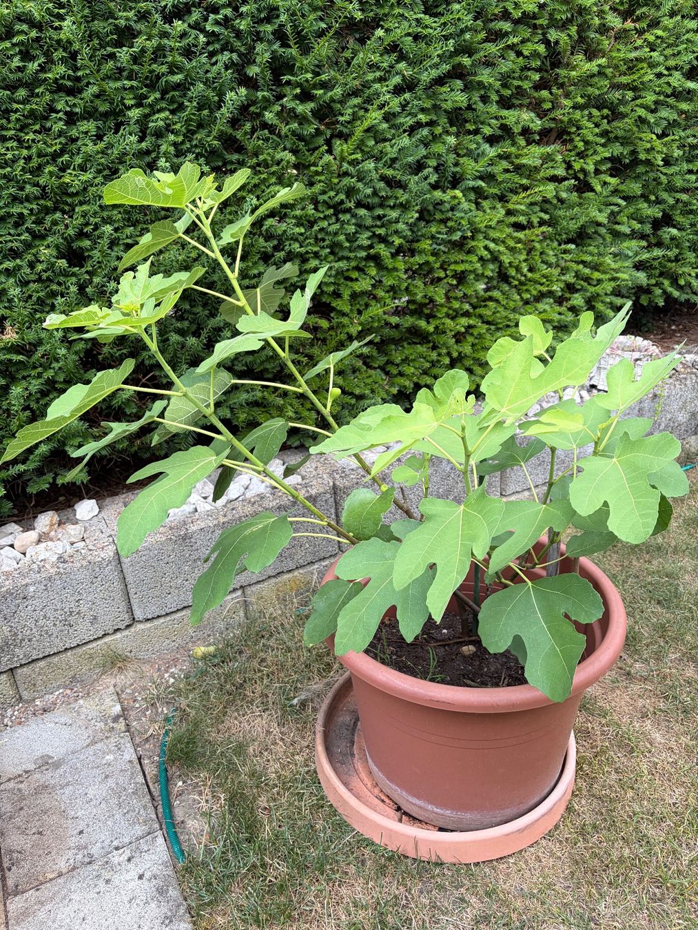 Plantes & graines: Feigenbaum selbst gezogen – D'occasion à Biberist par Hab4