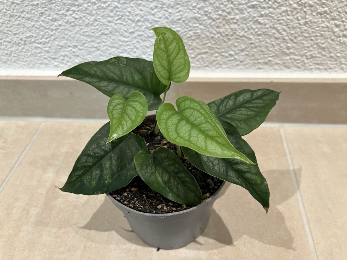 Plantes & graines: Monstera siltepecana Jungpflanze – Neuf (Voir description) à Horw par Rockfish