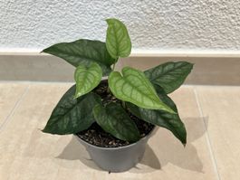 Monstera siltepecana Jungpflanze